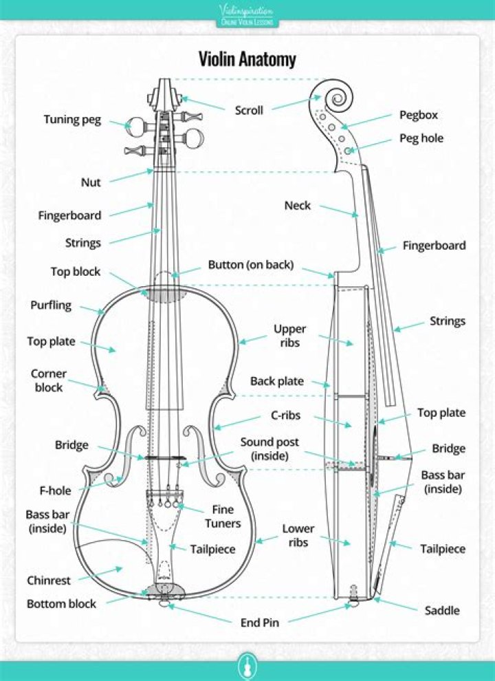 What are violins made of