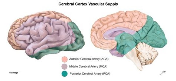 What artery supplies the motor cortex