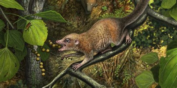 What came before primates