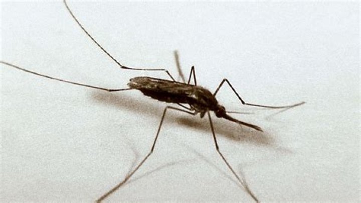 What can I take to repel mosquitoes