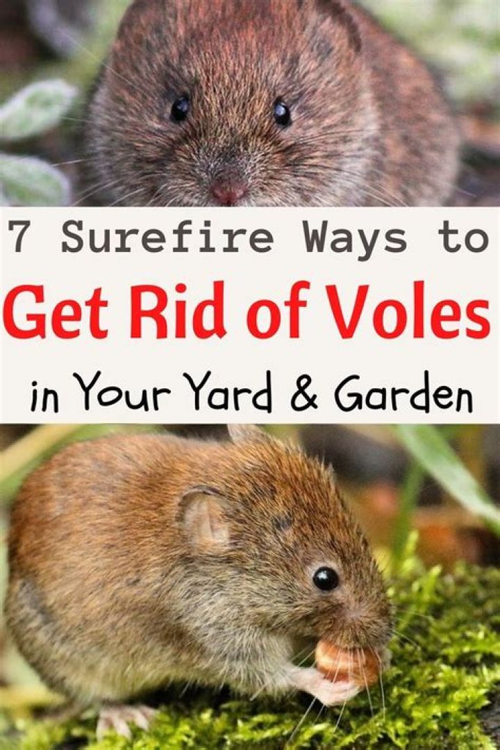 What can you do to get rid of moles in your yard