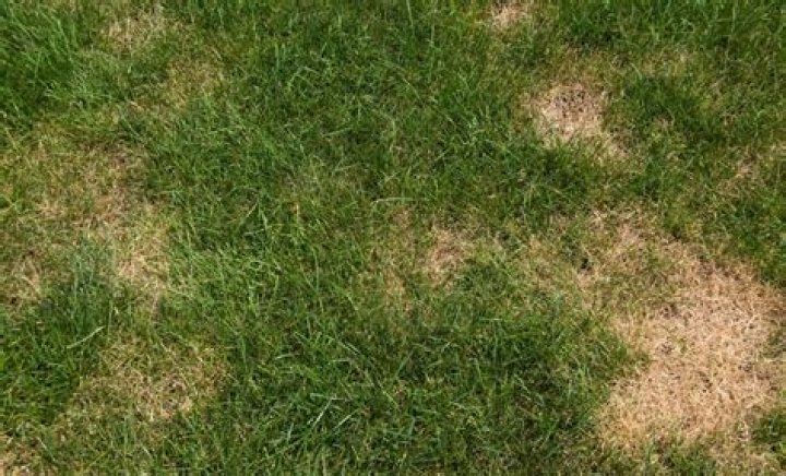 What causes black patches on lawns