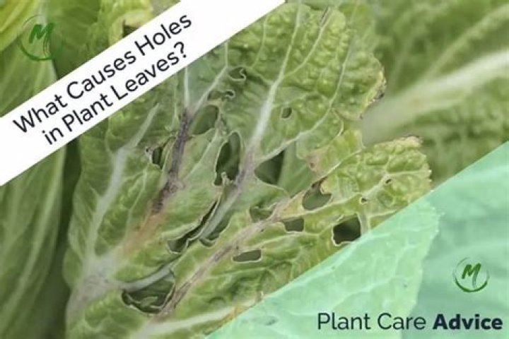 What causes holes in kale leaves