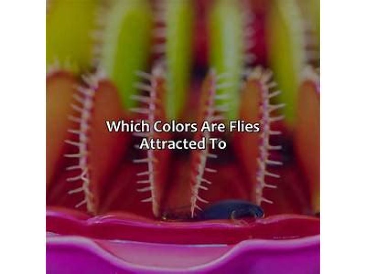 What color flowers do flies prefer