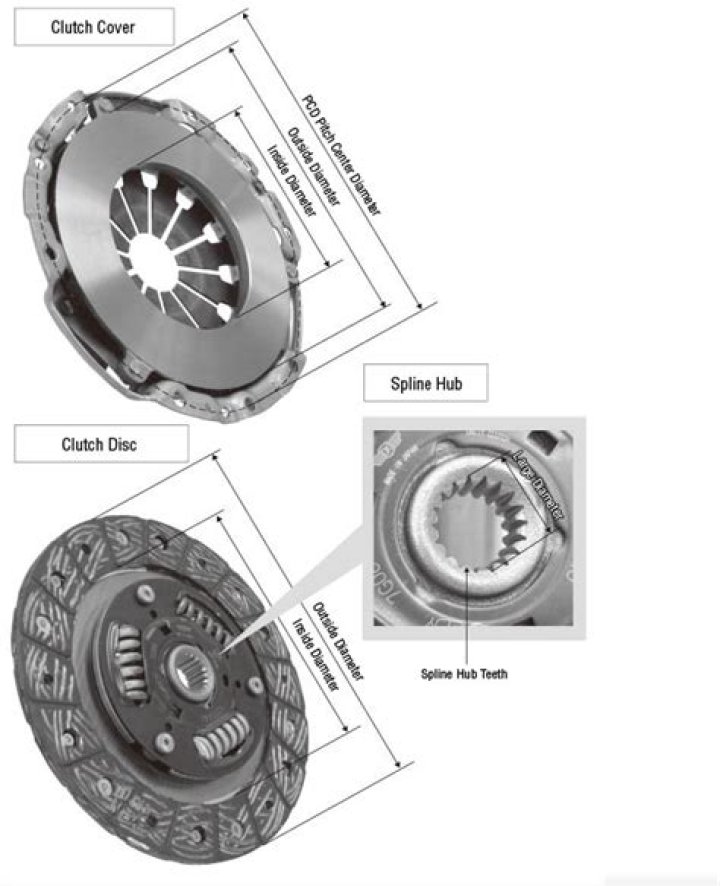 What determines clutch size