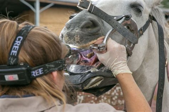 What disease can horses get from possums