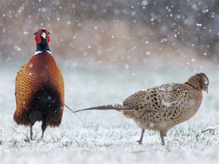 What do pheasants do in the winter