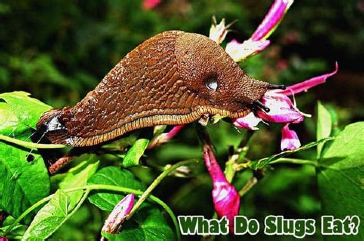 What do slugs do to plants