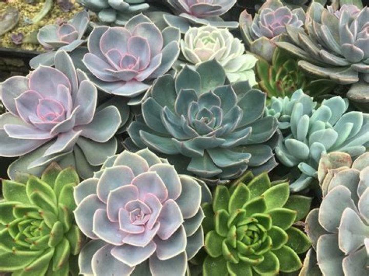 What do succulent plants look like