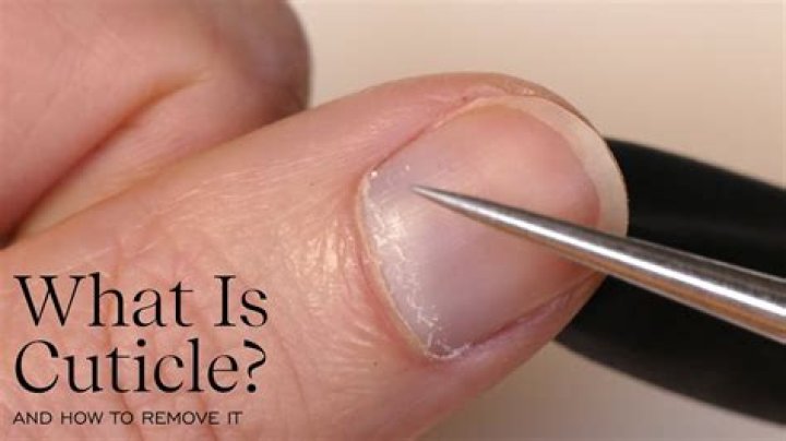 What do the cuticle scales point to
