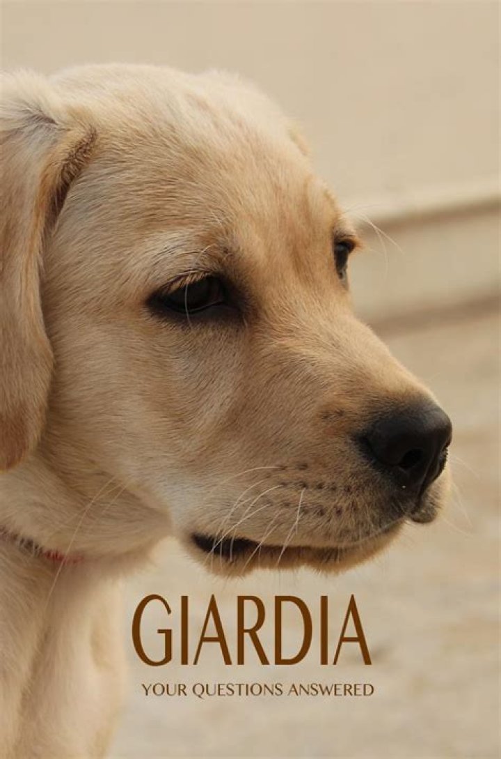 What do you feed a dog with Giardia