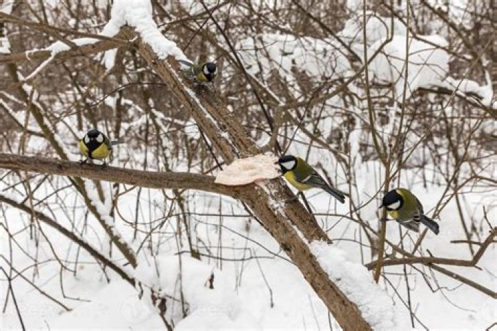 What do you feed garden birds in the winter