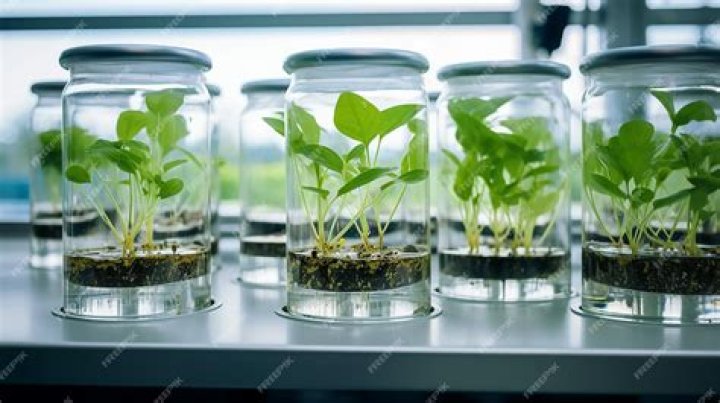 What do you mean by plant tissue culture