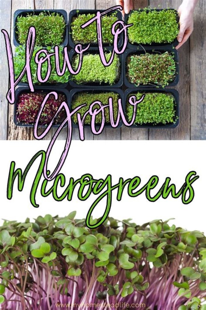 What do you need to grow microgreens