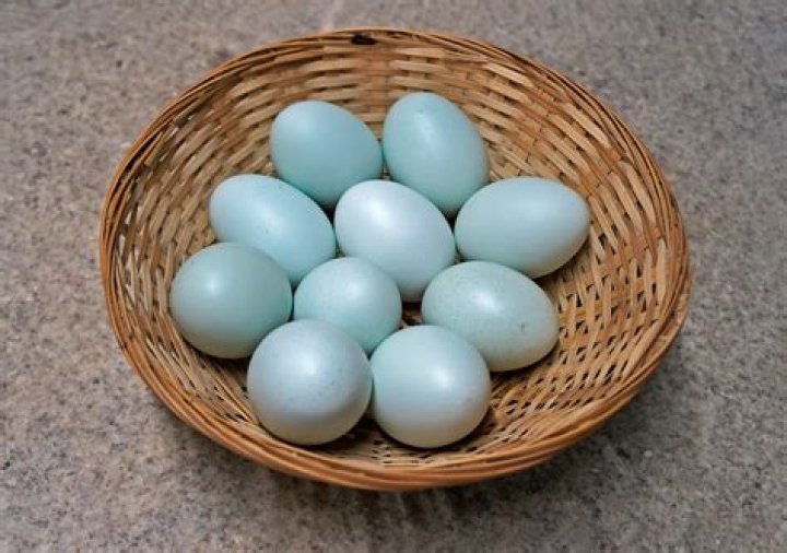 What does a blue egg mean