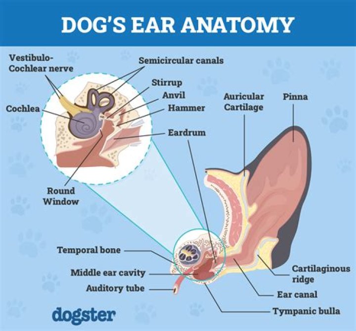 What Does A Cauliflower Ear Look Like In A Dog