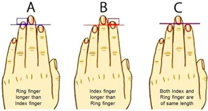 What does a longer ring finger mean