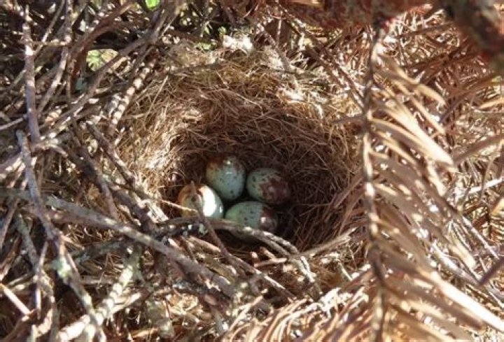 What does a mockingbird nest look like