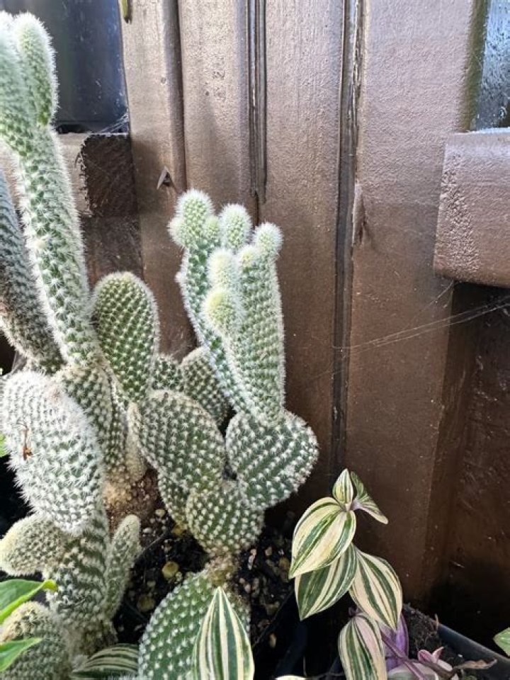 What does a teddy bear cactus look like