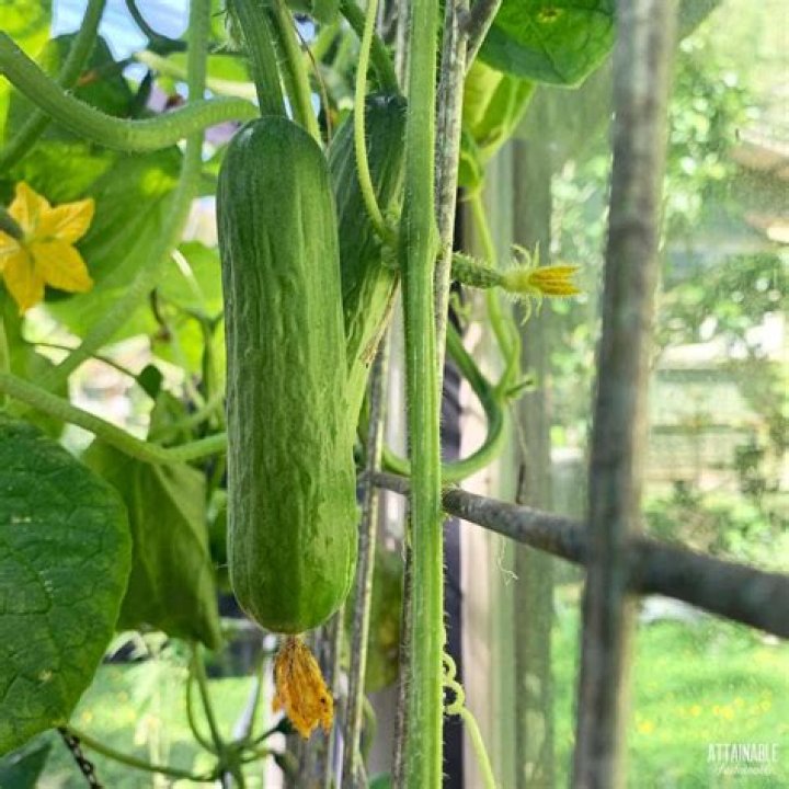 What does Burpless mean for cucumbers