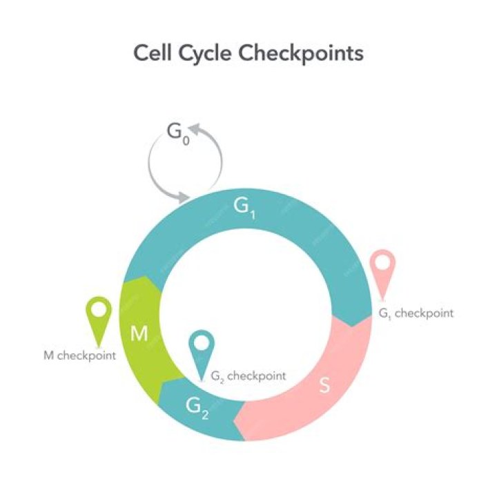 What does Checkpoint Software Do