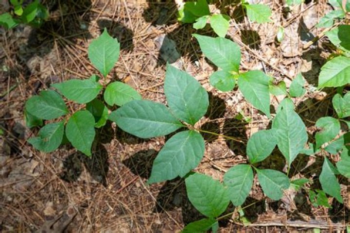 What does poison ivy stem look like