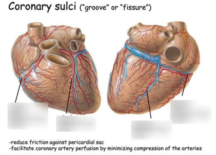 What does sulcus mean in anatomy