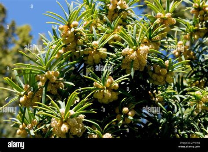 What does Taxus baccata do