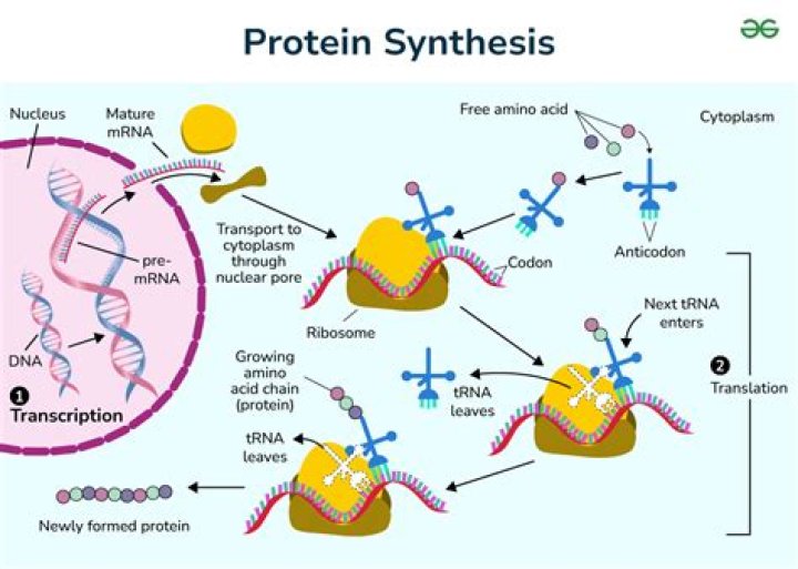 What does the first step of protein synthesis occur