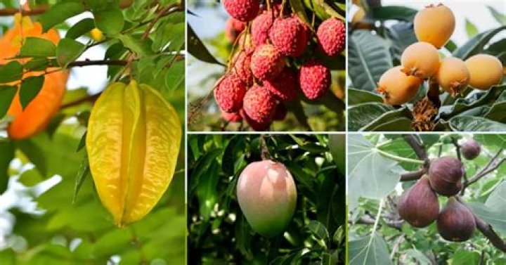 What fruit trees grow in Costa Rica