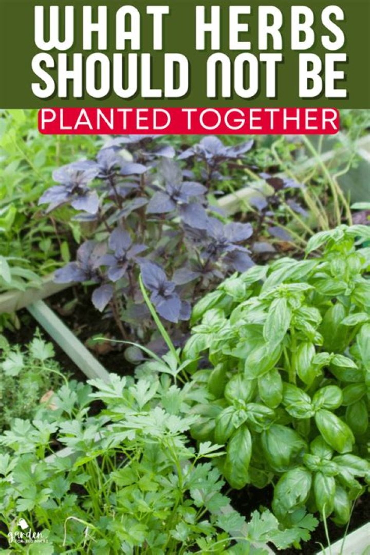 What garden plants should not be planted together