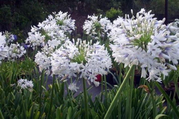 What goes well with agapanthus