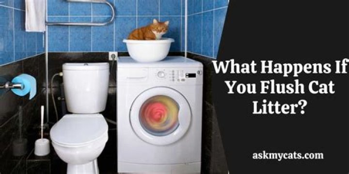 What happens if you flush cat litter