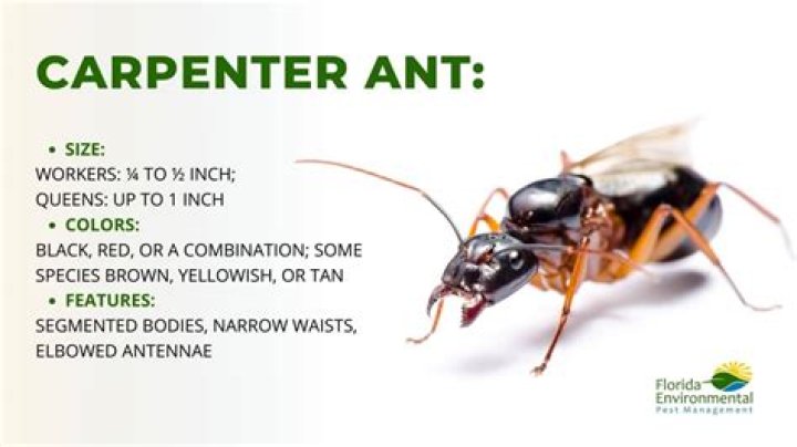 What happens if you kill the queen carpenter ant