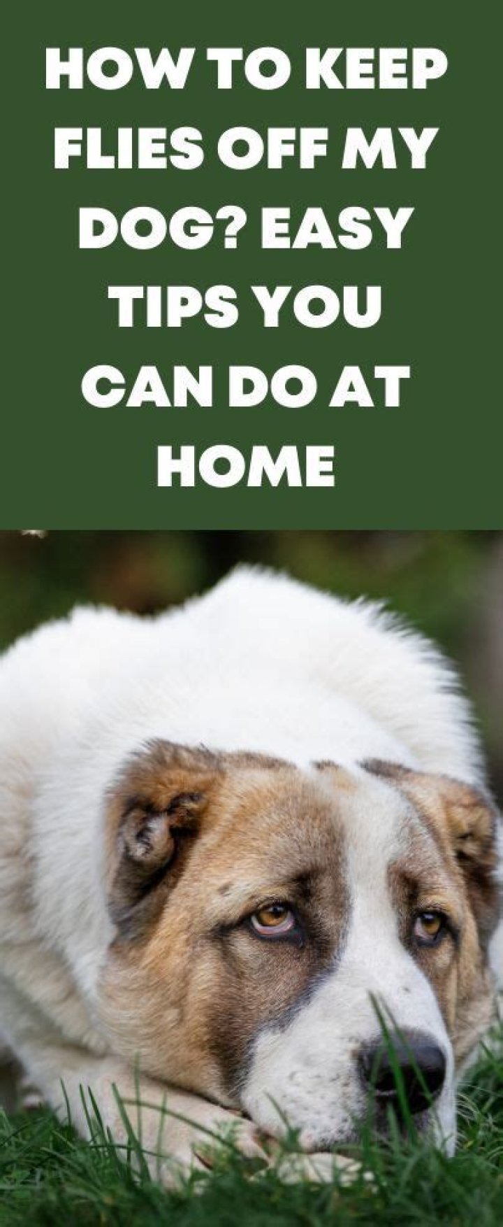 What home remedy can I use to keep flies off my dog