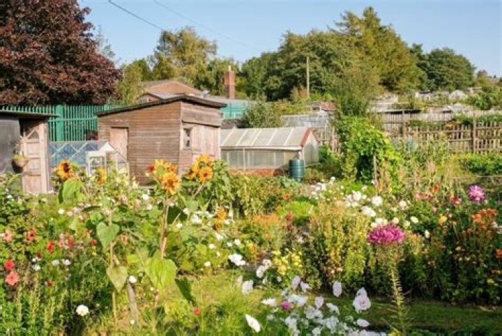 What is a British garden allotment