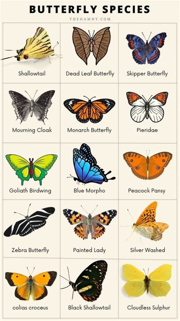 What is a butterfly species