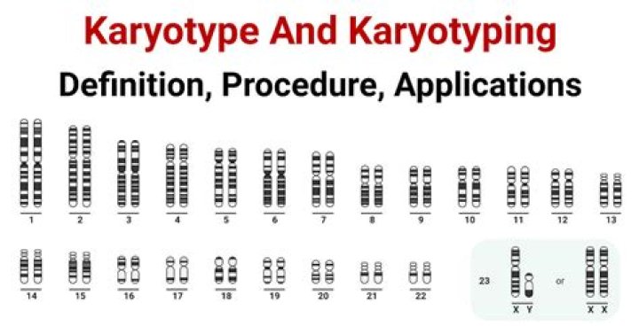 What is a example of karyotype