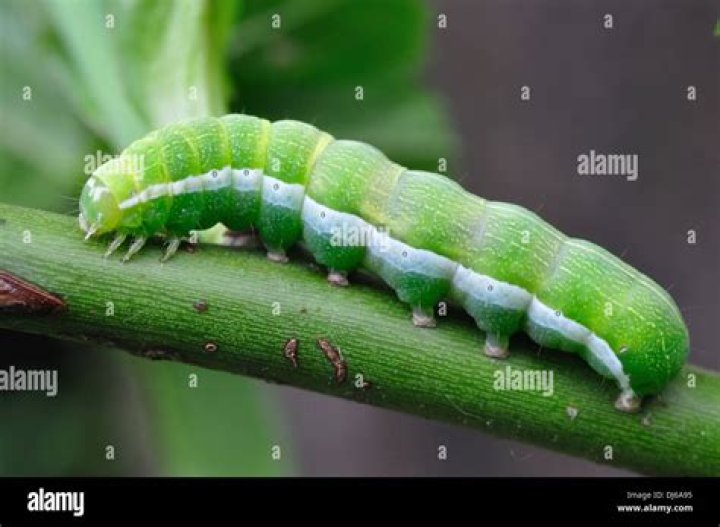What is a green caterpillar