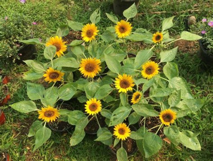 What is a mini sunflower