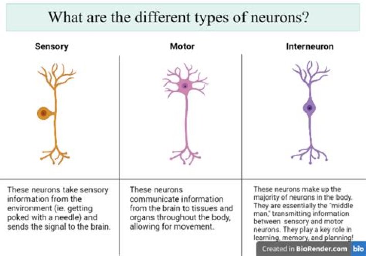 What is a mixed neuron
