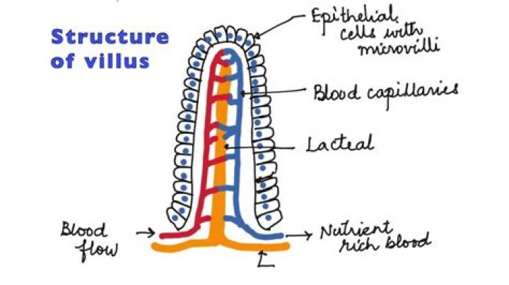 What is a villi in the human body