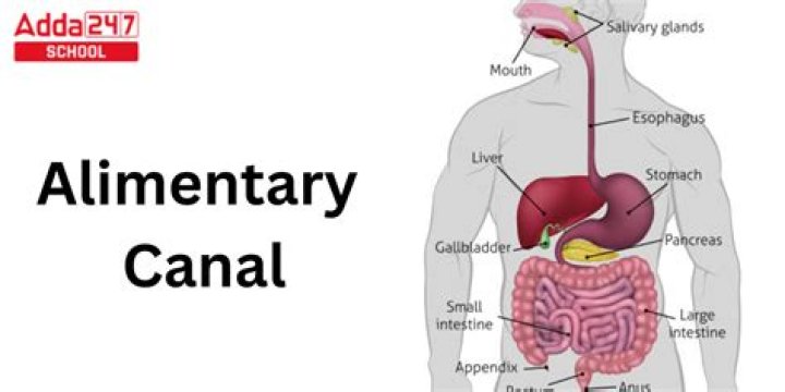 What is alimentary canal short