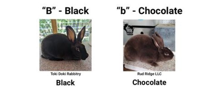 What is an agouti rabbit