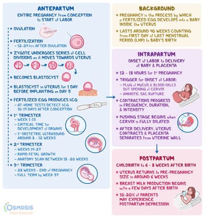 What is antepartum period