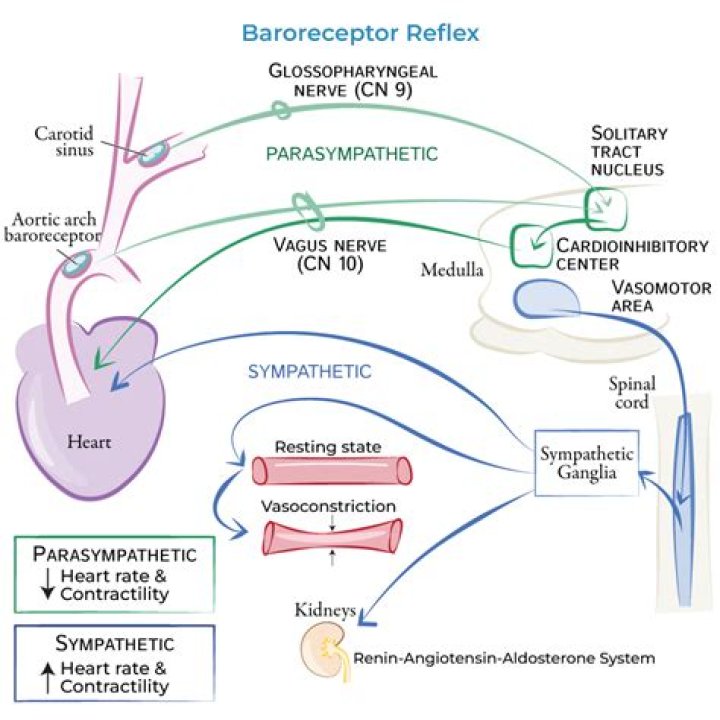 What is baroreceptor unloading