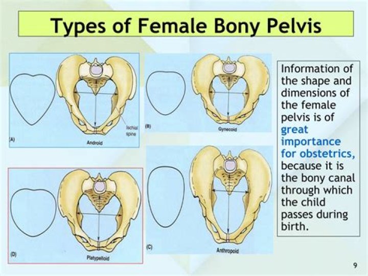 What is bony pelvis