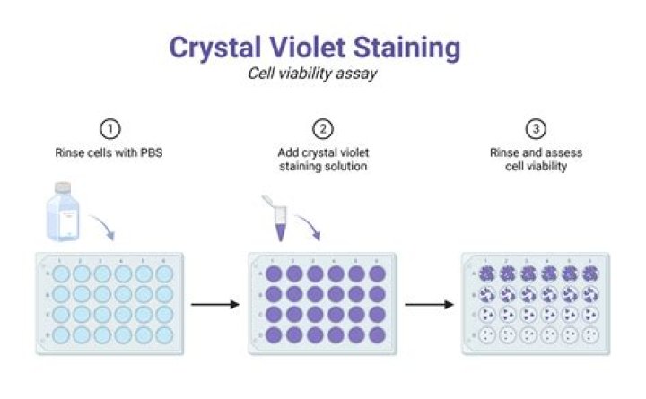 What is crystal violet stain used for