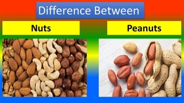 What is difference between seed and nut
