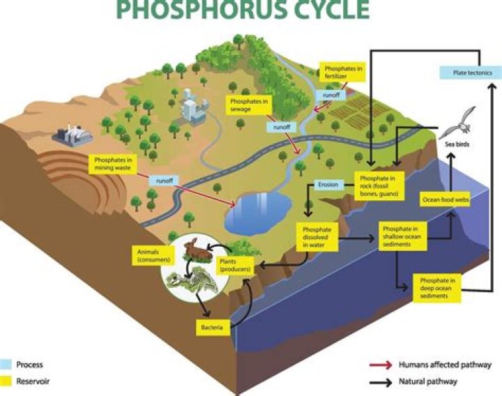 What is different about the phosphorus cycle as compared to the carbon or nitrogen cycle
